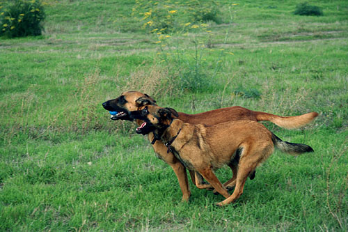bodi / calli 4